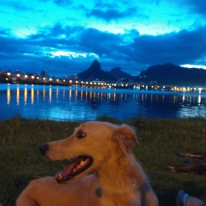 5 - Cuidados 2 - Dog Walker